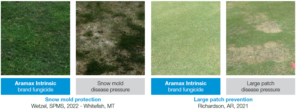 Aramax vs Snow mold and Large patch