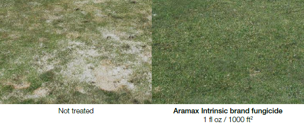Not treated vs Aramax Intrinsic brand fungicide 1 fl oz / 1000 ft sq treated grass