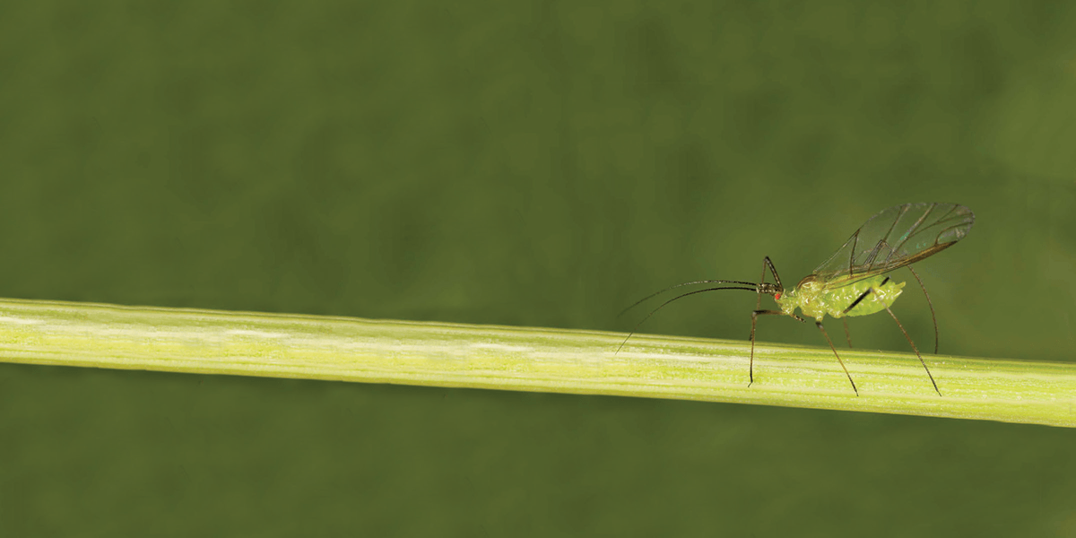 Aphids insect