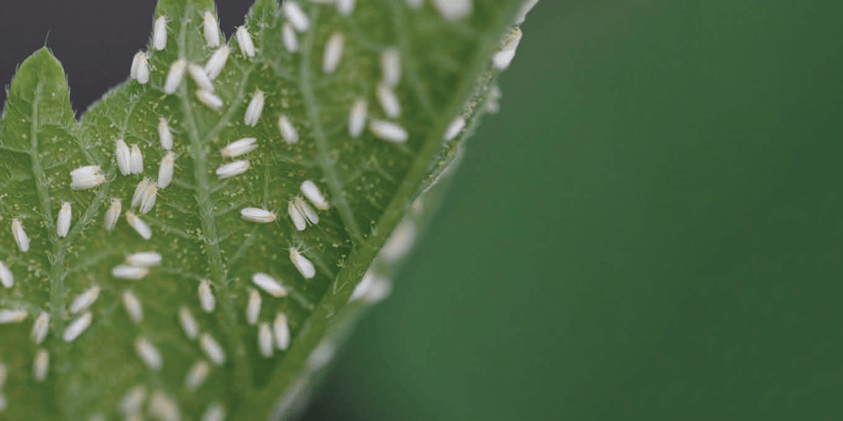 Whiteflies