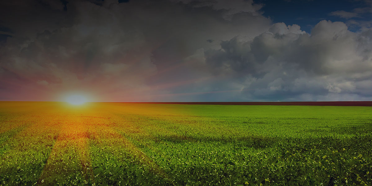 Sof Herbicides