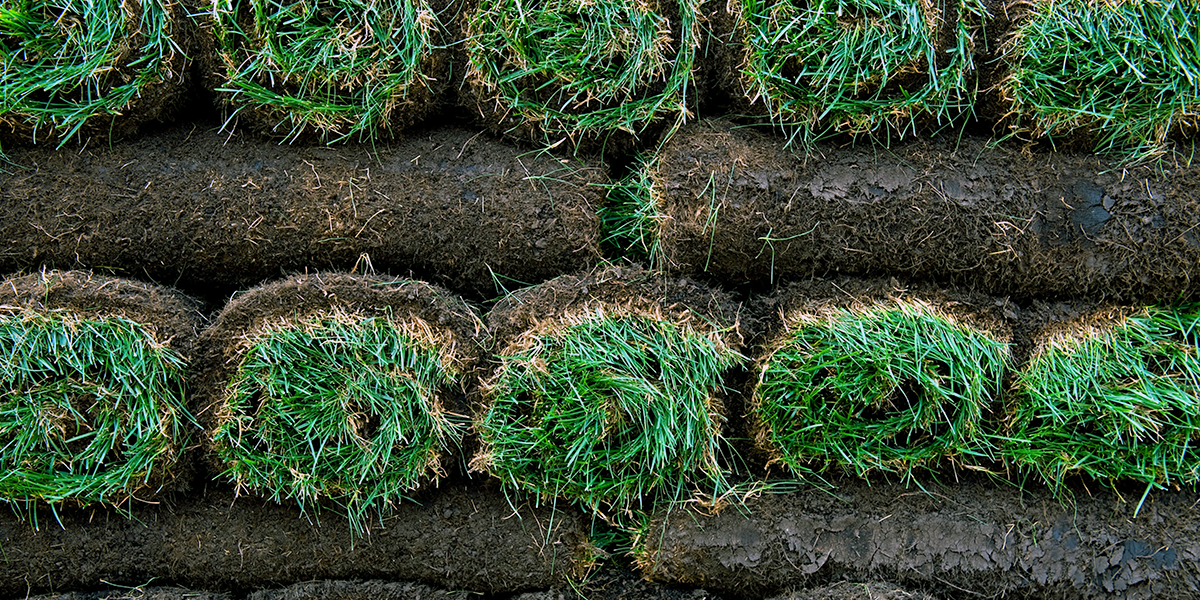 Sod Insecticides
