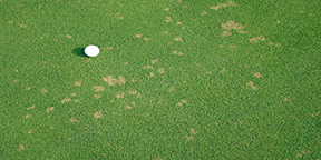 Dollar spot