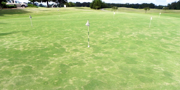 Golf green, image of a growing mini ring