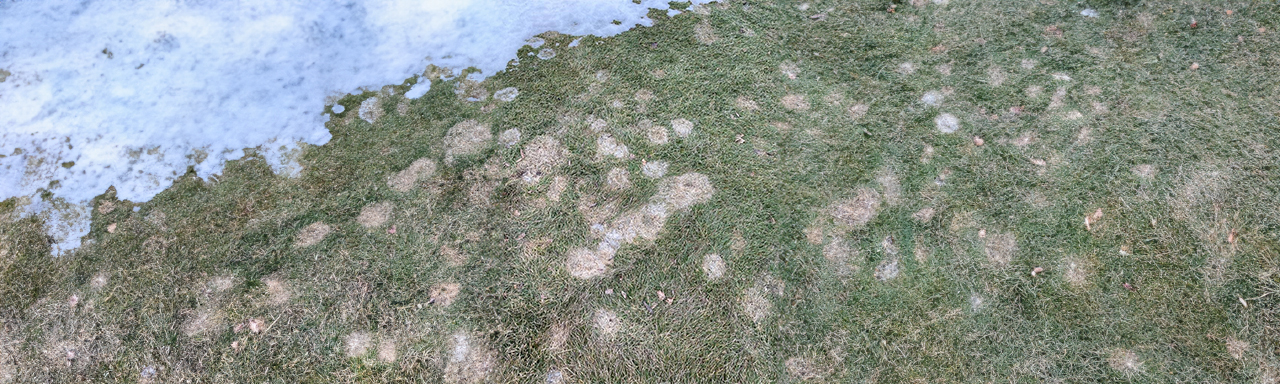 Snow mold Max Assurance Program
