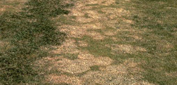 Snow Mold Max Assurance Program