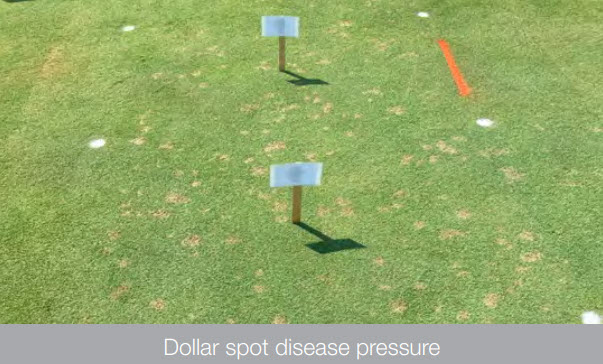 Untreated - Dollar spot disease pressure